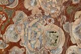 Polished Mushroom Jasper Slab - Arizona #334887-1